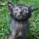 Image for article titled Humans create cat werewolves—and they're very cute and very spooky
